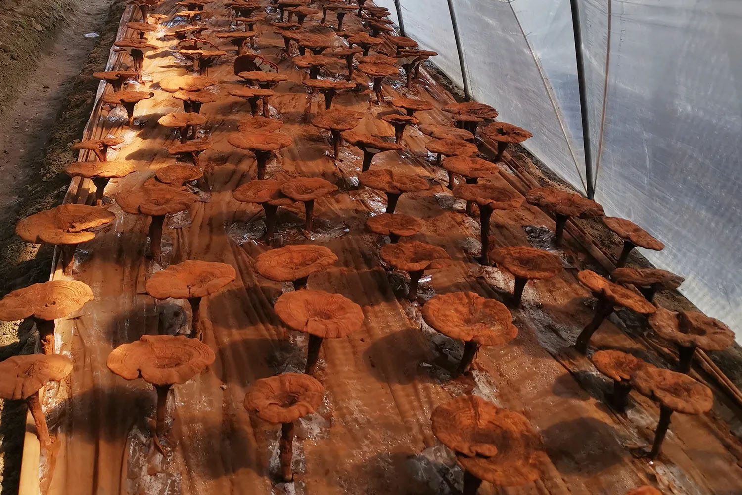 organic-reishi-growing-on-tilia-tuan-linden-logs
