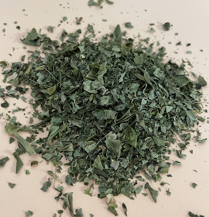 Moringa_Tee