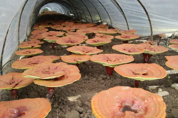 organic-reishi-cultivation