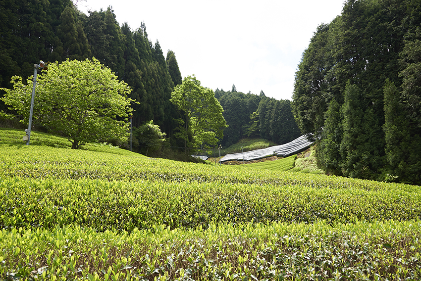Matcha-PlantationFIUACUCDsuktU