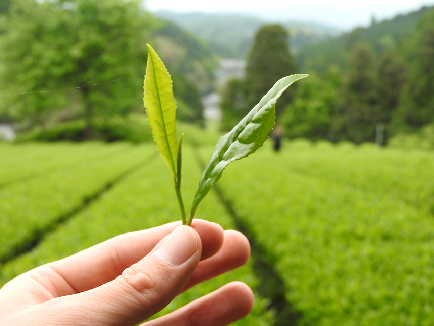 Matcha-LeafkkxqxXHhbre3z