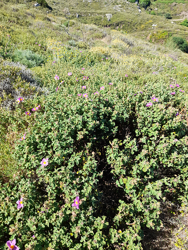Cistus_Creticus_2