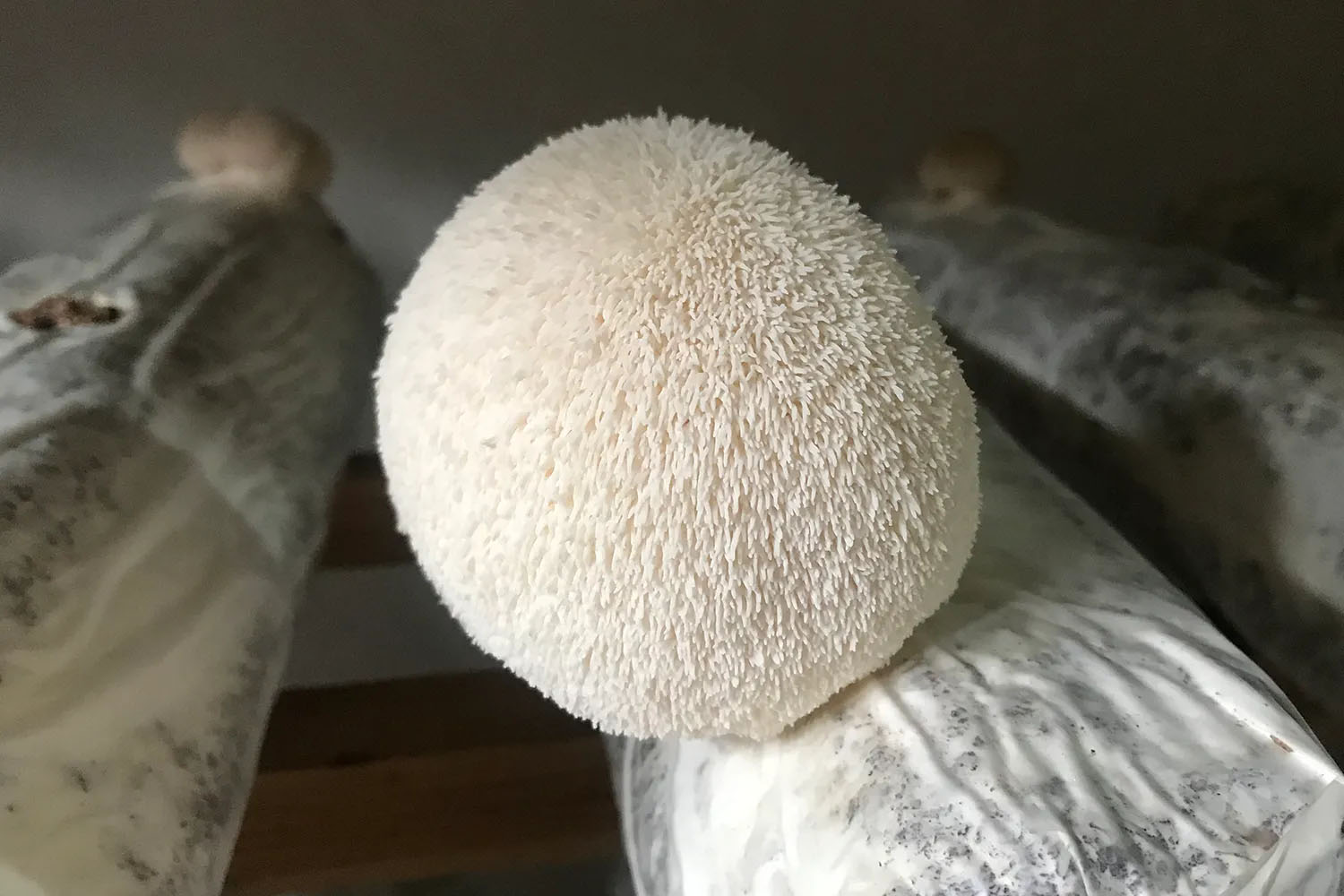 lions-mane-growing-on-organic-substrate