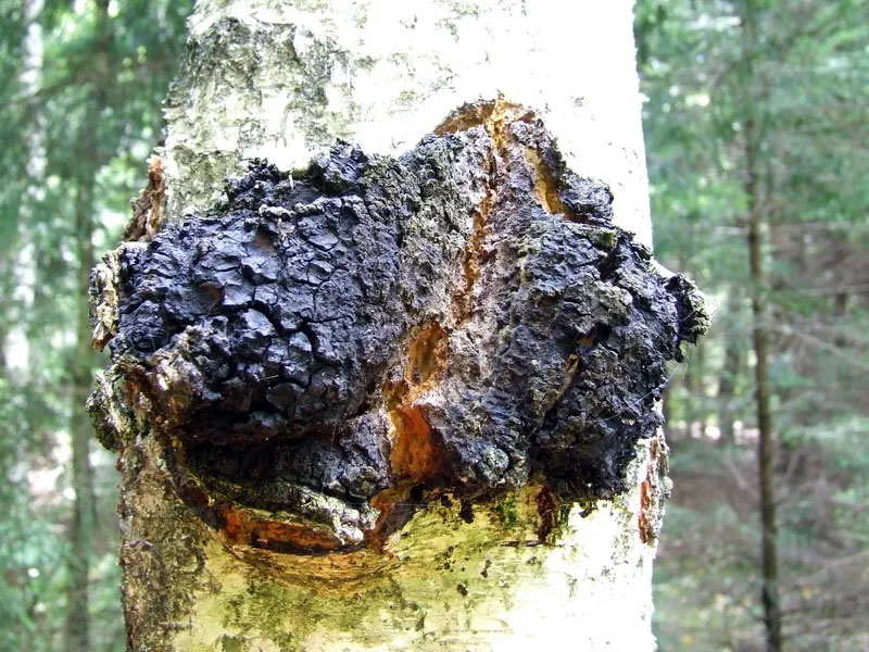 Inonotus_obliquus-chaga