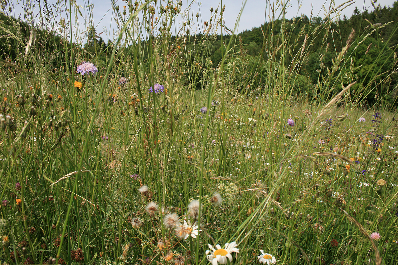 Heublumen